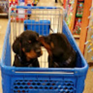 Meet your Posher, Marva